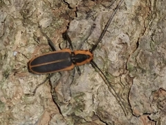 Saperda lateralis