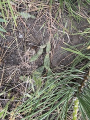 Opuntia fragilis