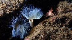 Protula pacifica