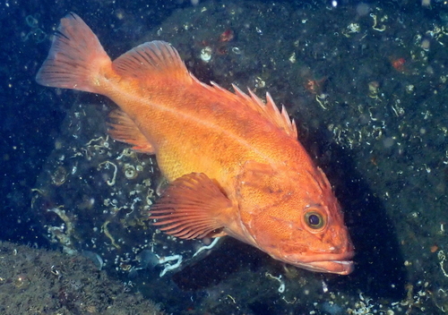 Yelloweye Rockfish