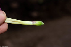 Ipomoea dumosa