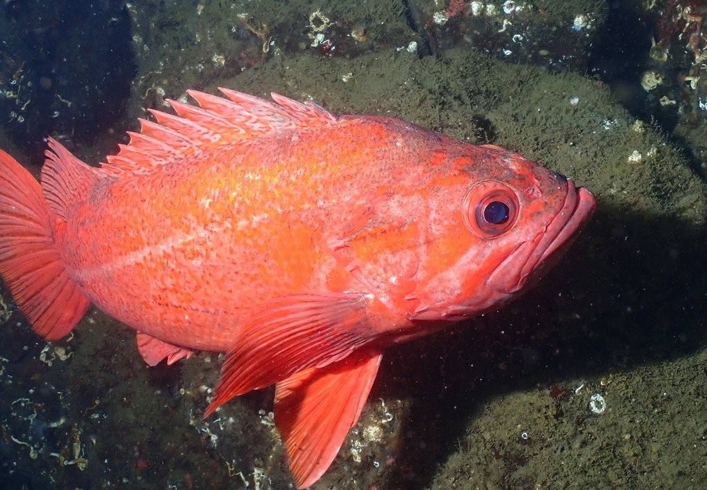 Vermilion Rockfish (Saltwater Fish of California) · iNaturalist