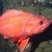 Sebastes miniatus - Photo (c) canaryrockfish, μερικά δικαιώματα διατηρούνται (CC BY-NC), uploaded by canaryrockfish
