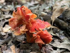 Hygrocybe occidentalis