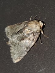 Chytonix