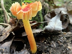 Hygrocybe occidentalis