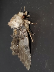 Chytonix
