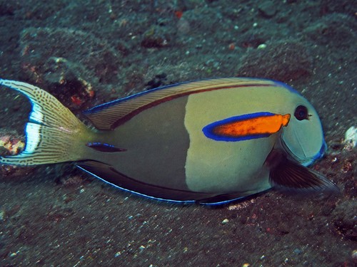 Orangeblotch Surgeonfish