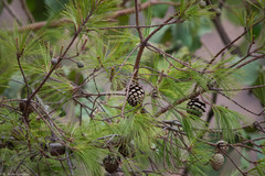 Pinus praetermissa