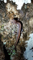 Plethodon angusticlavius