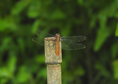 Libellula foliata