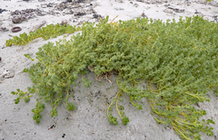 Atriplex billardierei