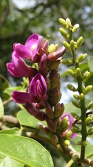 Lonchocarpus sericeus