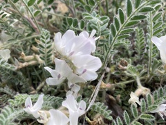 Astragalus parryi