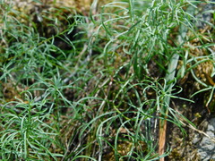 Erigeron reductus