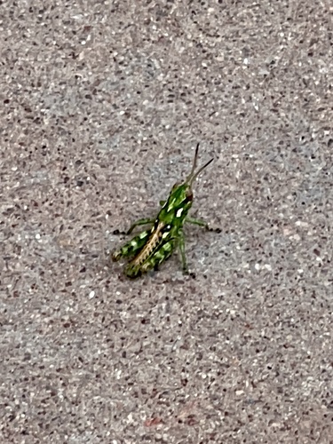 Juniper Grasshopper