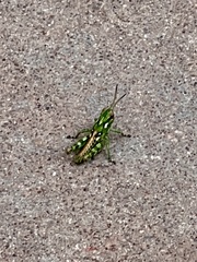 Melanoplus splendidus