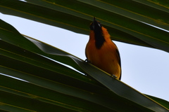 Icterus gularis