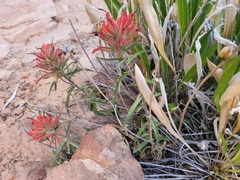 Castilleja scabrida