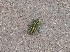 Melanoplus splendidus