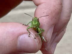 Melanoplus splendidus
