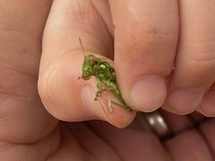 Melanoplus splendidus