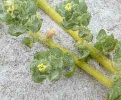 Atriplex billardierei