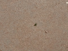 Melanoplus splendidus