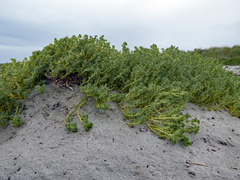 Atriplex billardierei