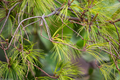 Pinus praetermissa
