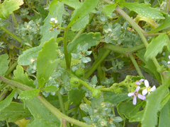 Atriplex billardierei