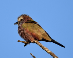 Coracias naevius mosambicus