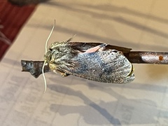 Phragmatobia assimilans