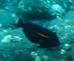 Acanthurus olivaceus