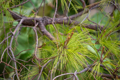 Pinus praetermissa