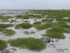 Atriplex billardierei