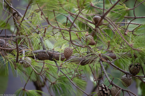 McVaugh's pine