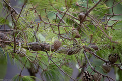 Pinus praetermissa