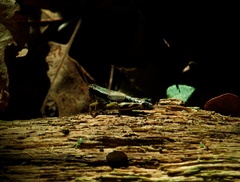 Melanoplus viridipes