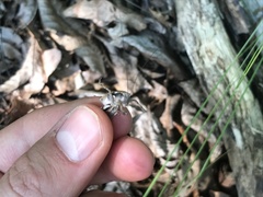 Atlanticus testaceus