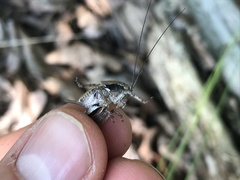 Atlanticus testaceus