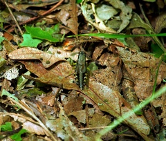 Melanoplus viridipes
