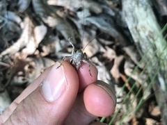 Atlanticus testaceus