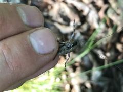 Atlanticus testaceus