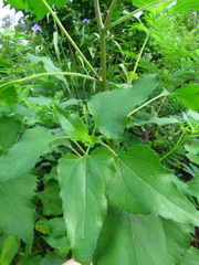 Helianthus debilis silvestris
