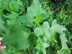 Helianthus debilis silvestris