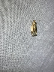 Clepsis melaleucanus