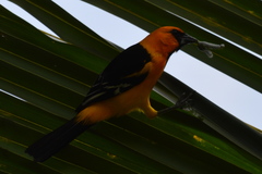 Icterus gularis