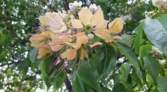 Crateva adansonii formosensis