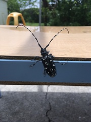 Anoplophora oshimana